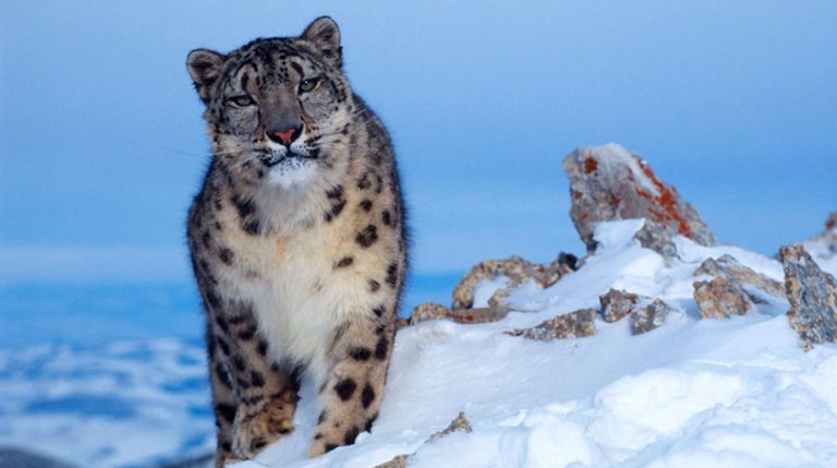 मुस्ताङ र मनाङमा एकैसाथ हिउँचितुवाको सर्वेक्षण