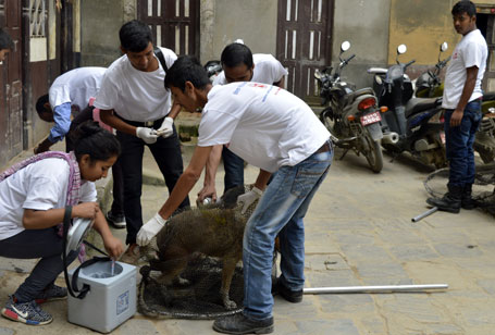 Animal-Nepal