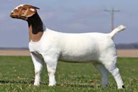 khassi