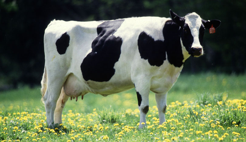 Cow_female
