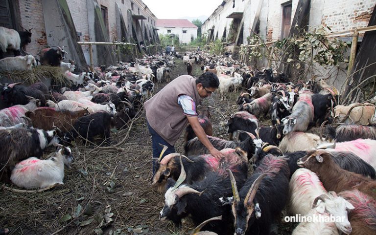 दशैंका लागि तराईका खसी, हिमालका च्याङ्ग्रा (फोटोफिचर)