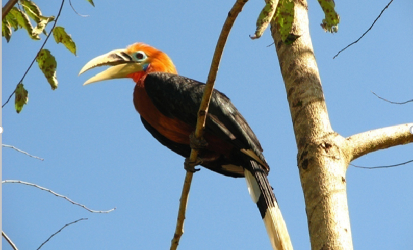 hongrayo