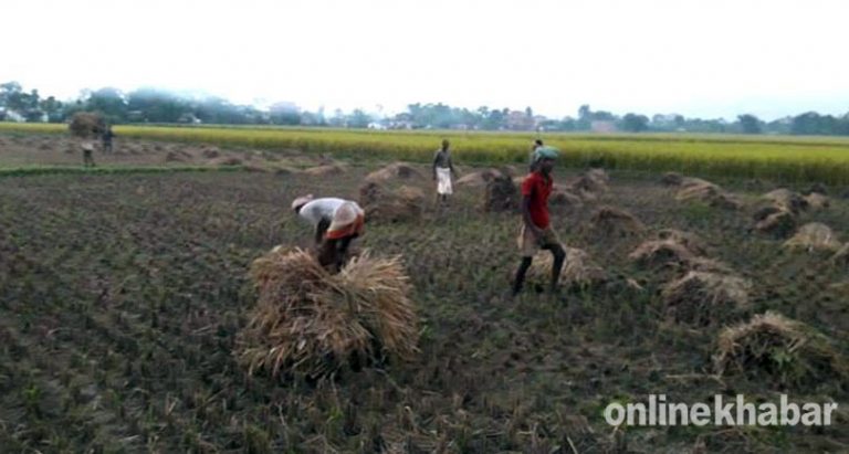 झापामा यस वर्ष धान उत्पादनमा बढ्ने अनुमान