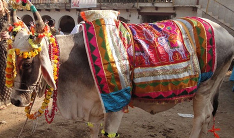 तिहारको चौथो दिन गोवर्द्धन पर्वतसँगै बलि, हली र गोरुको पूजा गरिंदै