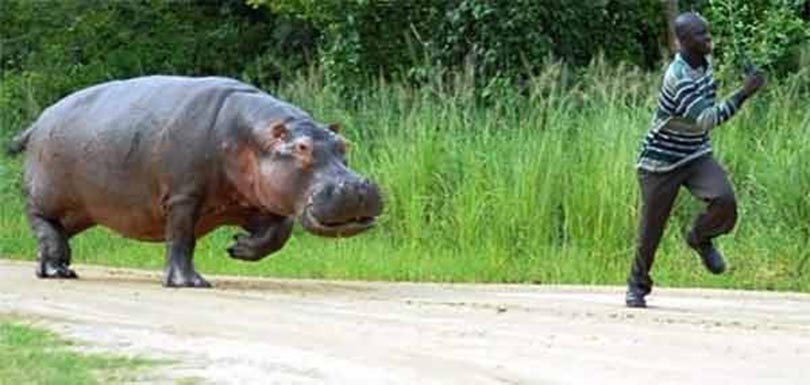 hippo