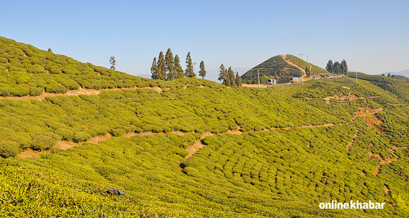 ilam tea baga