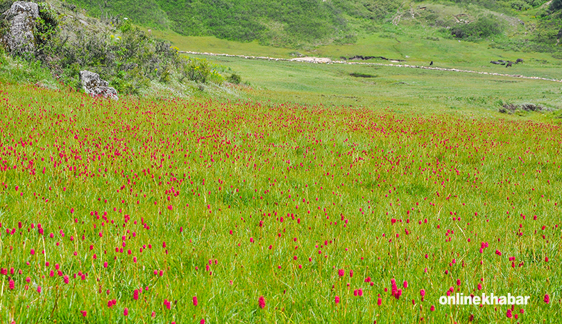 khaptad (6)