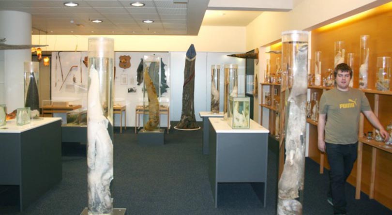 museums-marine-mammals-section