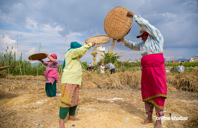 paddy-harvesting-1