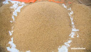 मधेशमा यसवर्ष धान उत्पादन घट्ने प्रक्षेपण