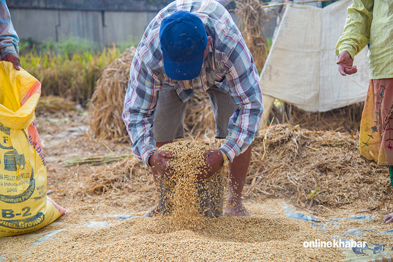 paddy-harvesting-6