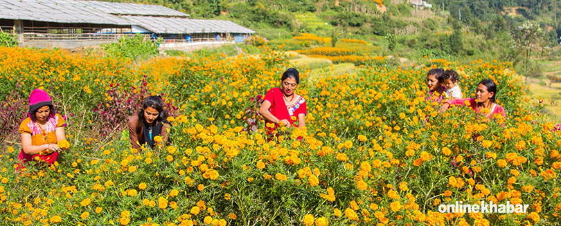 sayapatri-flower-1