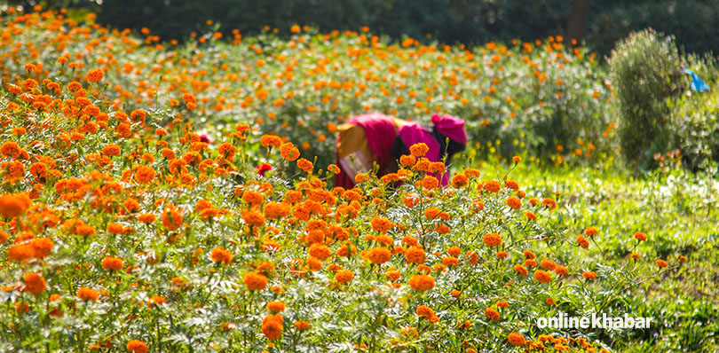 sayapatri-flower-3