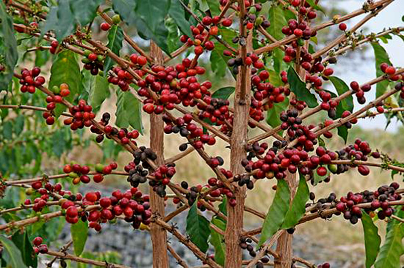 coffee-plant