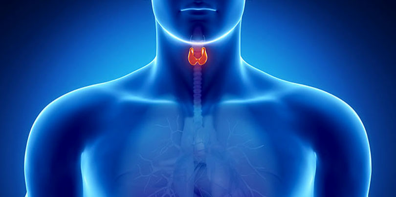 thyroid-throat-body-model