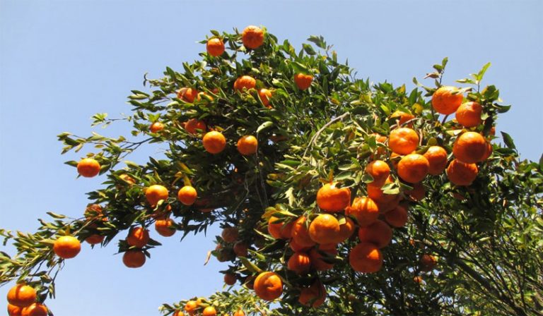 कार्यान्वयन हुन सकेन सुन्तला बगैंचा सुदृढिकरण कार्यक्रम