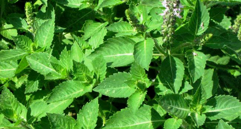 tulsi