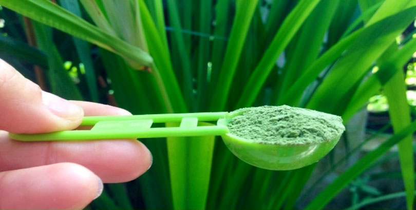 wheat-grass