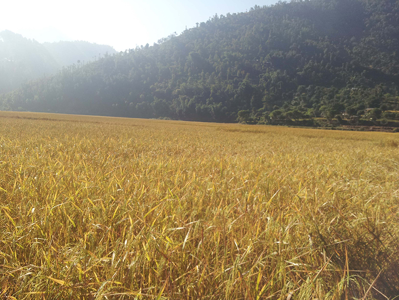 बारामा तीन अर्ब ५४ करोडको अगहनी धान उत्पादन