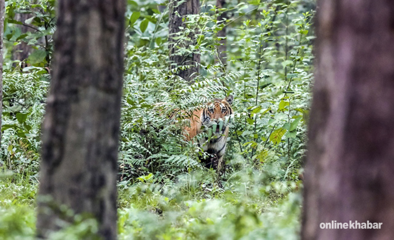 tiger-in-chitwan-national-park-1