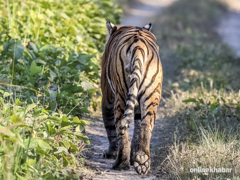 tiger-in-chitwan-national-park-10