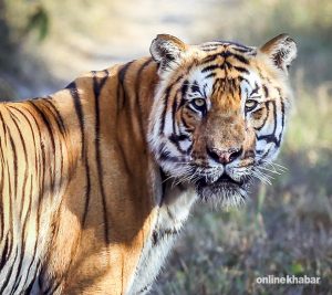 वनमा साग टिप्न गएकी महिलाको बाघको आक्रमणबाट मृत्यु