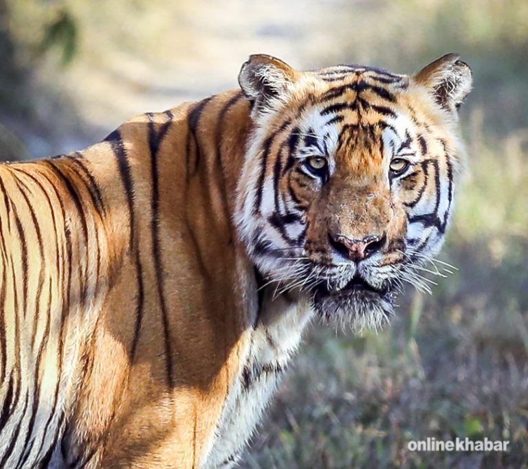 वनमा साग टिप्न गएकी महिलाको बाघको आक्रमणबाट मृत्यु