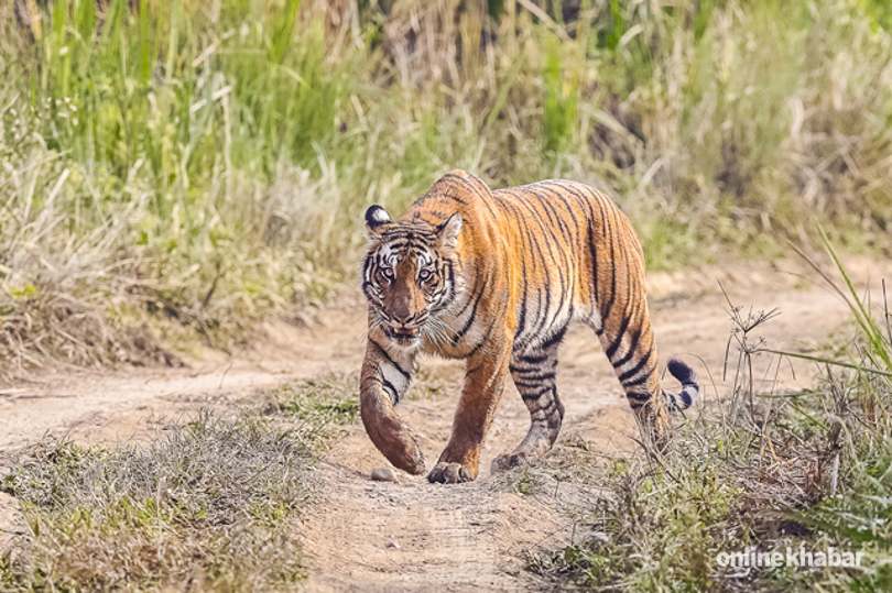 tiger-in-chitwan-national-park-2