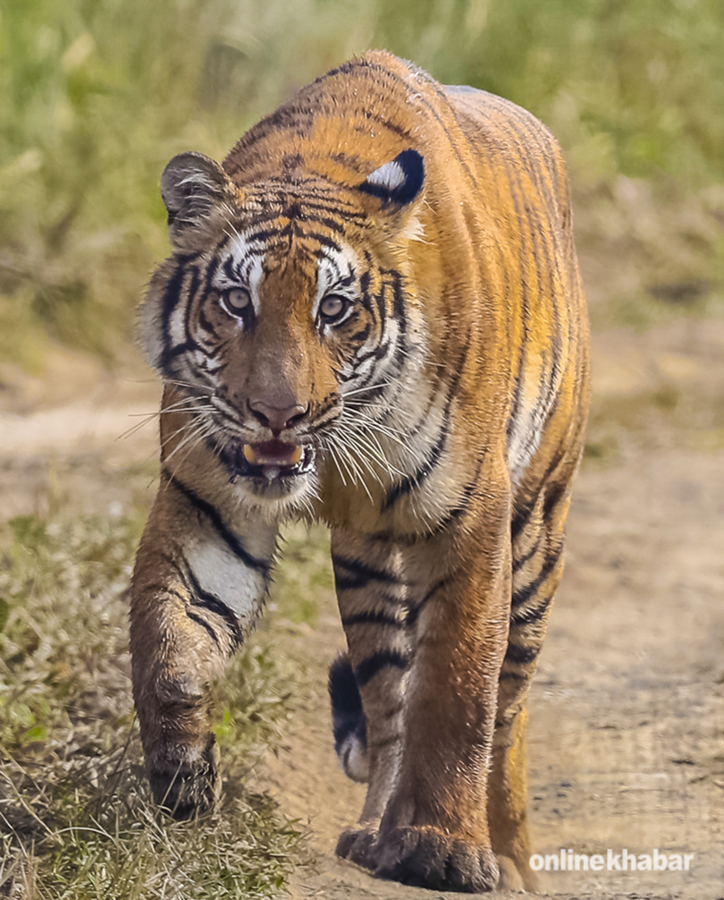 tiger-in-chitwan-national-park-3
