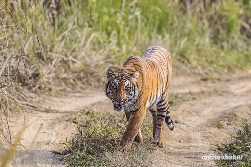 tiger-in-chitwan-national-park-4
