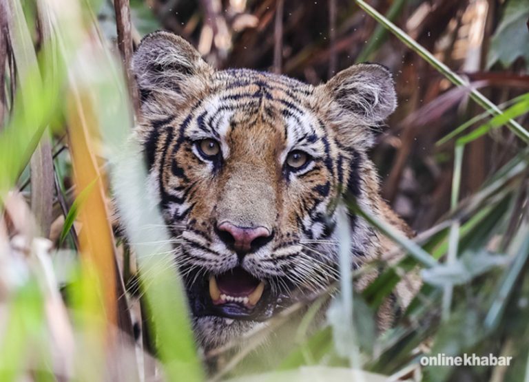 चितवनमा बाघको आक्रमणबाट एकजनाको मृत्यु
