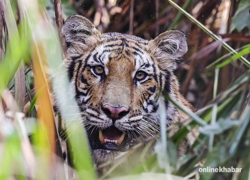 tiger-in-chitwan-national-park-5