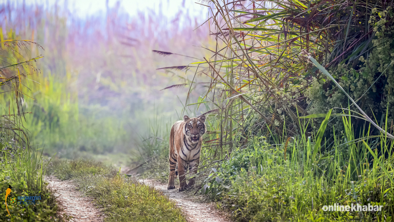 tiger-in-chitwan-national-park-6