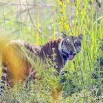 दाताको सहयोगमा बाघ गन्दै सरकार, चैतमा नतिजा आउने