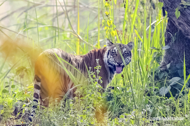 tiger-in-chitwan-national-park-7