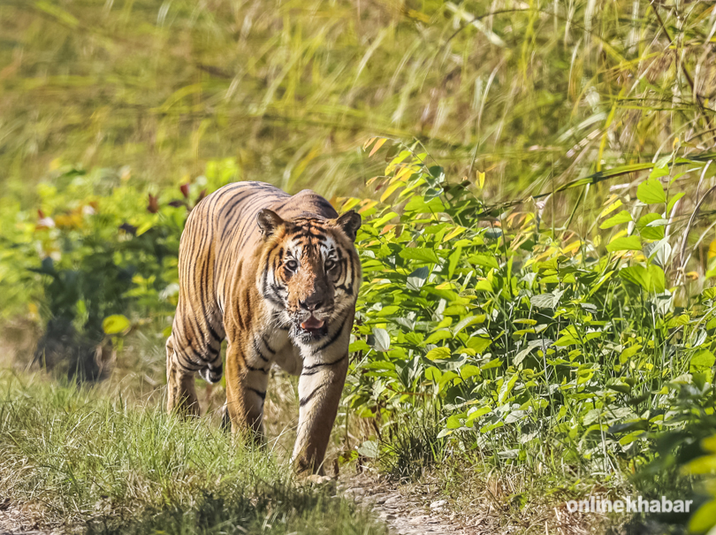 पर्सामा बाघको आक्रमणबाट एक जना घाइते