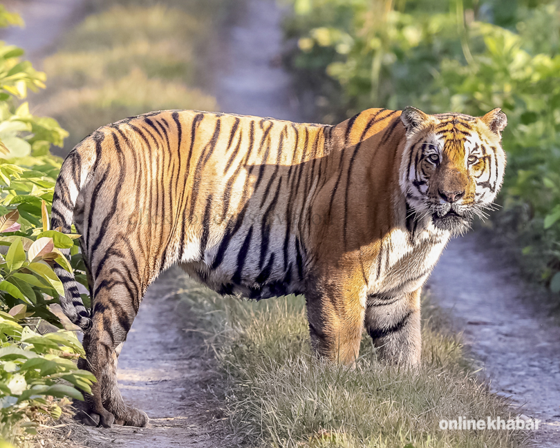 tiger-in-chitwan-national-park-9