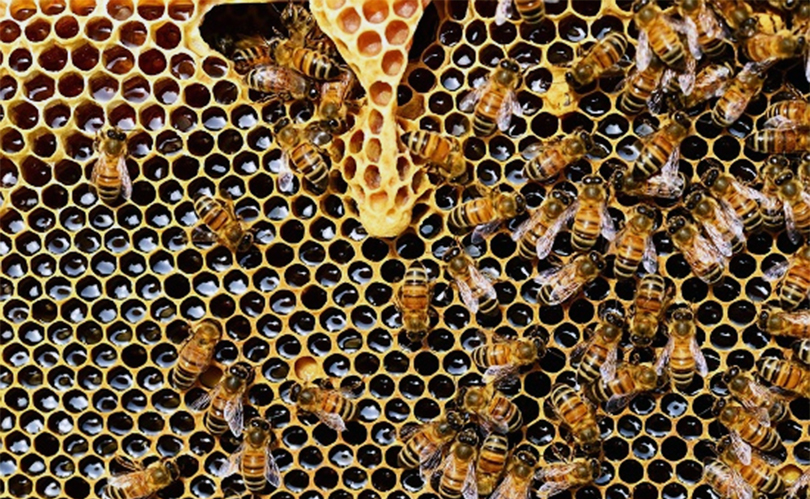 honey