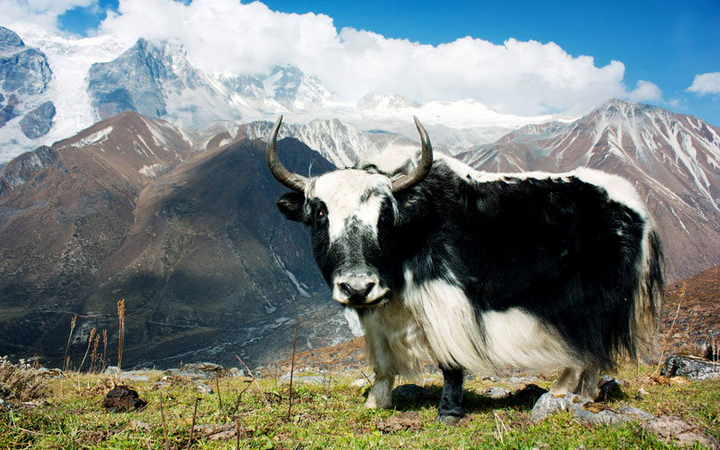 langtang-nepal