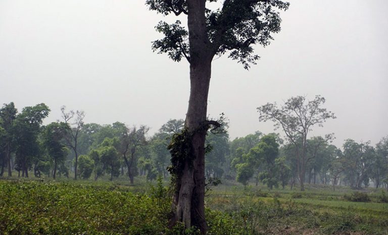 कञ्चनपुरमा भारतसँगको सिमानामा सीमा स्तम्भ पुनर्निर्माण शुरु