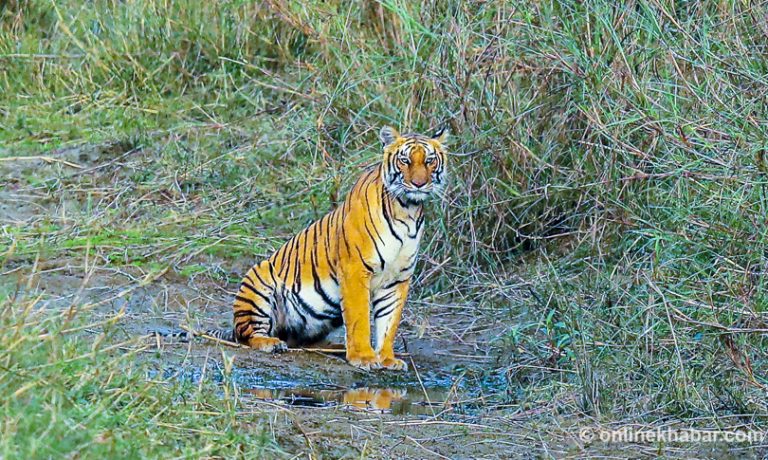 शुक्लाफाँटा : थोरै क्षेत्रफलमा धेरै बाघ