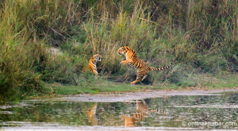 बाघको सङ्ख्या तेब्बर बढ्यो, व्यवस्थापनमा चुनौती