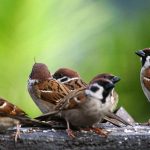 विज्ञानले सुन्छ चराहरूको गीत