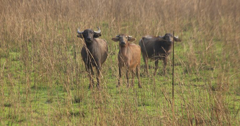 कोशीबाट ल्याएको अर्नाले चितवनमा पाडी जन्मायो