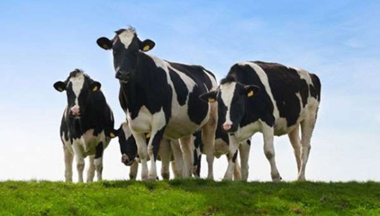 ढुवानीमा कीर्तिमानः चार हजार दुधालु गाई विमानमा कतार लगिँदै