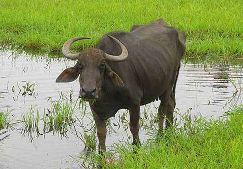 Buffalo Escourts