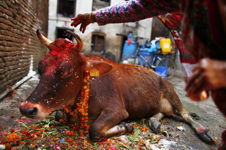 यसकारण पूज्य छ गाई