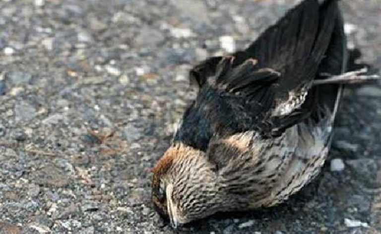 रहस्यमय ठाउँ, जहाँ चराचुरुंगीले आत्महत्या गर्छन्