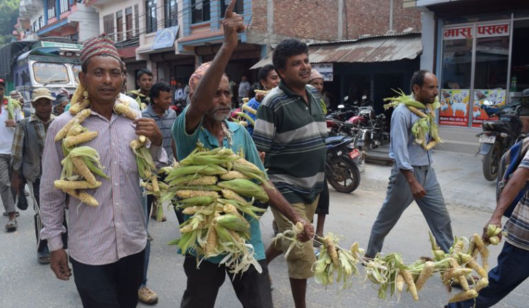 मकैको घोगासहित धादिङमा बाँदरविरुद्ध प्रदर्शन