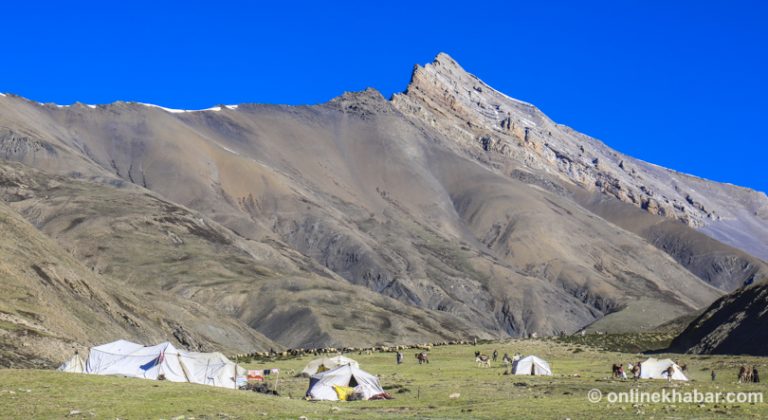 ‘यार्सागुम्बा सङ्कलनमा रोक लगाइयो, घर खर्च कसरी धान्ने ?’